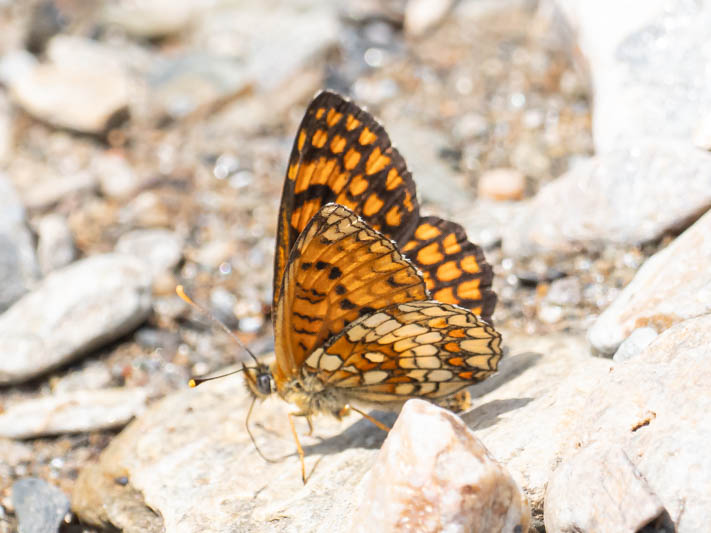 Heath Fritillary (Melitaea athalia).jpg